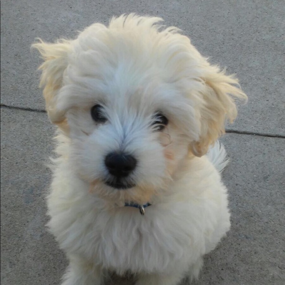 Meet your Posher, Bianca